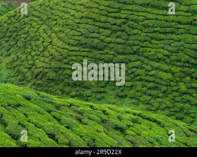 20 novembre 2018 - Cameron Highlands, Malaisie: Touristes visitant une plantation de thé noir avec plate-forme d'observation dans les montagnes de Cameron Highlands, Banque D'Images