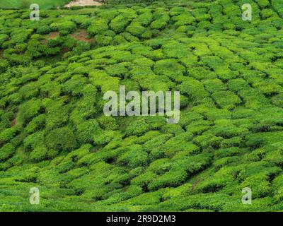 20 novembre 2018 - Cameron Highlands, Malaisie: Touristes visitant une plantation de thé noir avec plate-forme d'observation dans les montagnes de Cameron Highlands, Banque D'Images