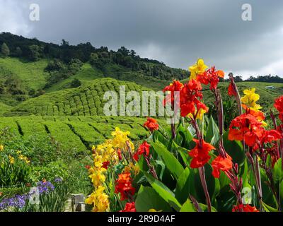20 novembre 2018 - Cameron Highlands, Malaisie: Touristes visitant une plantation de thé noir avec plate-forme d'observation dans les montagnes de Cameron Highlands, Banque D'Images