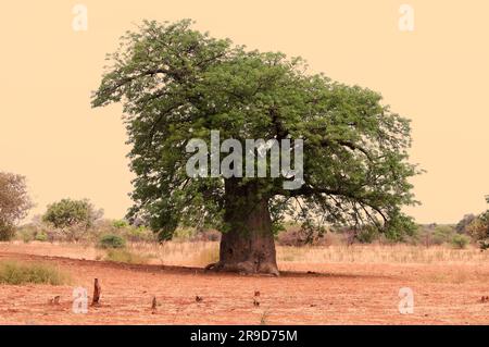 Baobab, Popa Falls, Caprivi, Namibie, Baobab Tree, Popa Falls, Caprivi, Namibie Banque D'Images