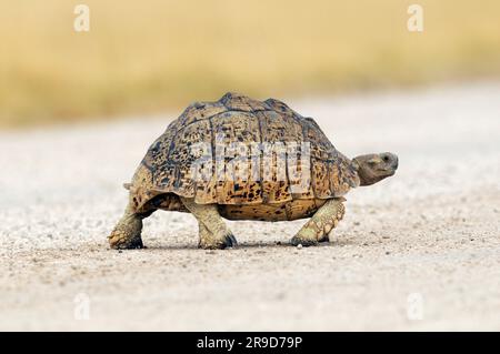 Tortue égulée africaine (Geochelone sulcata), Pan de Fisher, Namutoni, Parc national d'Etosha, région de Kunene, Namibie Banque D'Images