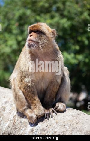 Gros plan sur le macaque de Barbarie à Gibraltar Banque D'Images