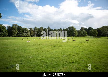 Moutons dans la campagne anglaise, Cheshire Royaume-Uni Banque D'Images