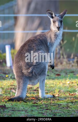 Les kangourous aiment se traîner sur le parcours de golf en Australie. Prise à Eden sur la côte sud de la Nouvelle-Galles du Sud, Australie. Banque D'Images