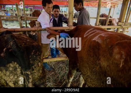 Bogor, Java-Ouest, Indonésie. 26th juin 2023. Une vache est photographiée recevant un médicament d'injection, comme mesure préventive contre la maladie de la peau grumeleuse (LSD) chez le bétail devant Eid al-Adha sur un marché d'élevage à Bogor, Java Ouest, Indonésie sur 26 juin 2023. (Credit image: © Adriana Adie/ZUMA Press Wire) USAGE ÉDITORIAL SEULEMENT! Non destiné À un usage commercial ! Banque D'Images