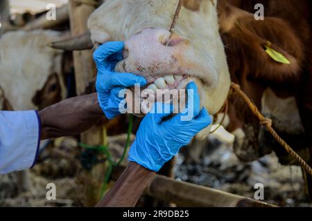 Bogor, Java-Ouest, Indonésie. 26th juin 2023. Un travailleur de la santé animale vérifie la santé bucco-dentaire d'une vache, comme mesure préventive contre la maladie chez le bétail pour le prochain festival d'Eid al-Adha sur un marché du bétail à Bogor, Java Ouest, Indonésie sur 26 juin 2023. (Credit image: © Adriana Adie/ZUMA Press Wire) USAGE ÉDITORIAL SEULEMENT! Non destiné À un usage commercial ! Banque D'Images