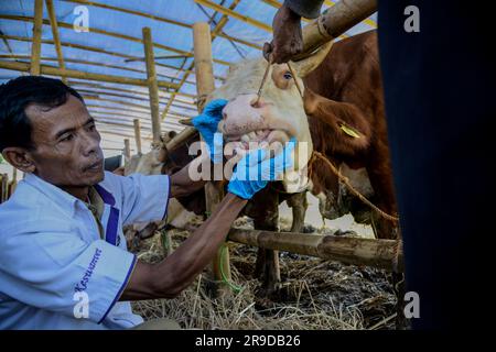 Bogor, Java-Ouest, Indonésie. 26th juin 2023. Un travailleur de la santé animale vérifie la santé bucco-dentaire d'une vache, comme mesure préventive contre la maladie chez le bétail pour le prochain festival d'Eid al-Adha sur un marché du bétail à Bogor, Java Ouest, Indonésie sur 26 juin 2023. (Credit image: © Adriana Adie/ZUMA Press Wire) USAGE ÉDITORIAL SEULEMENT! Non destiné À un usage commercial ! Banque D'Images