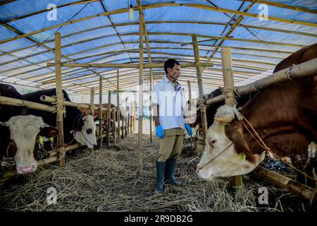 Bogor, Java-Ouest, Indonésie. 26th juin 2023. Un travailleur de la santé animale se tient parmi les vaches pour vérifier la santé d'une vache avant Eid al-Adha sur un marché du bétail à Bogor, Java Ouest, Indonésie sur 26 juin 2023. (Credit image: © Adriana Adie/ZUMA Press Wire) USAGE ÉDITORIAL SEULEMENT! Non destiné À un usage commercial ! Banque D'Images