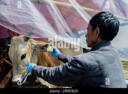 Bogor, Java-Ouest, Indonésie. 26th juin 2023. Un travailleur de la santé animale vérifie la santé d'une vache pour le prochain festival d'Eid al-Adha sur un marché du bétail à Bogor, à Java Ouest, en Indonésie, sur 26 juin 2023. (Credit image: © Adriana Adie/ZUMA Press Wire) USAGE ÉDITORIAL SEULEMENT! Non destiné À un usage commercial ! Banque D'Images