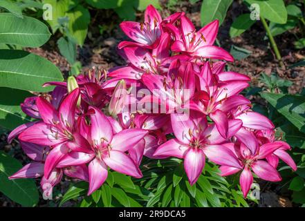 Jolis lys roses dans un jardin d'été à St. Paul, Minnesota, États-Unis. Banque D'Images