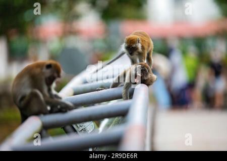 Famille de macaques à longue queue reposant sur une passerelle très fréquentée qui s'étend sur une rivière de mangrove entre deux domaines d'habitation publics, Singapour. Banque D'Images