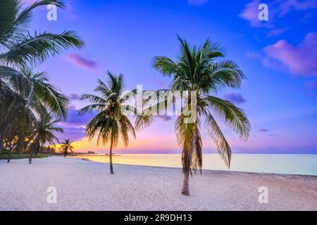 Smathers Beach, Sunrise magnifiquement encadré par Palm Trees Key West, Floride, États-Unis Banque D'Images