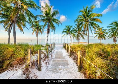 Smathers Beach, Sunrise magnifiquement encadré par Palm Trees Key West, Floride, États-Unis Banque D'Images