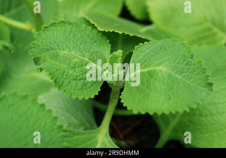 Origan cubain aromatique ou menthe mexicaine cultivé en tant que plantes comestibles ornementales Banque D'Images