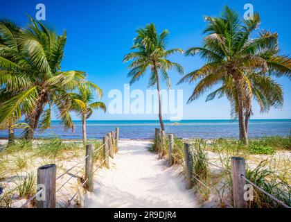 Smathers Beach, magnifiquement encadré par Palm Trees Key West, Floride, États-Unis Banque D'Images