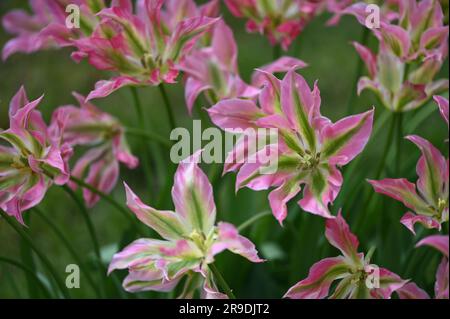 Malvern Showground, Worcestershire, Royaume-Uni. 10th mai 2023. Fleur de tulipe Banque D'Images