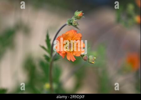 Malvern Showground, Worcestershire, Royaume-Uni. 10th mai 2023. Geum coccineum fleur d'orange «totalement Tangerine» Banque D'Images