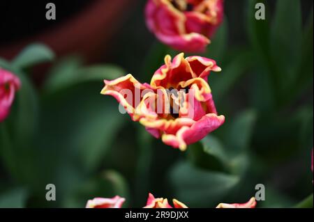 Malvern Showground, Worcestershire, Royaume-Uni. 10th mai 2023. Fleur de tulipe Banque D'Images