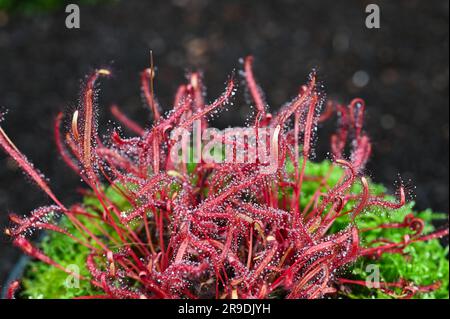 Malvern Showground, Worcestershire, Royaume-Uni. 10th mai 2023. drosera capensis sundew Banque D'Images