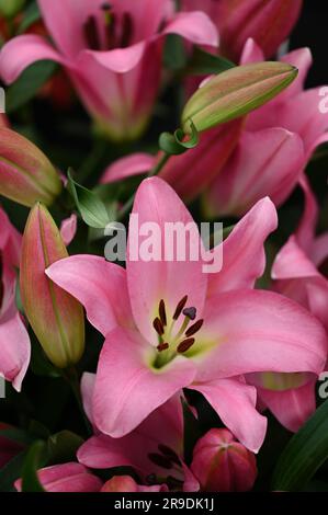 Malvern Showground, Worcestershire, Royaume-Uni. 10th mai 2023. lilium maldano Banque D'Images