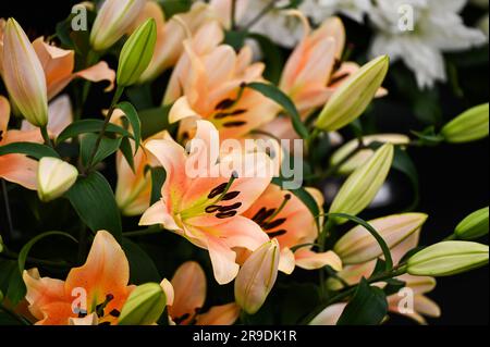 Malvern Showground, Worcestershire, Royaume-Uni. 10th mai 2023. lilium zelmira fleurit Banque D'Images