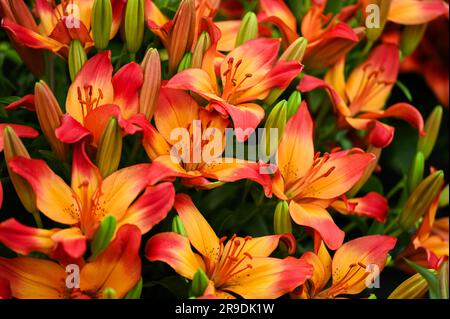 Malvern Showground, Worcestershire, Royaume-Uni. 10th mai 2023. chaînes de cœur lilium Banque D'Images