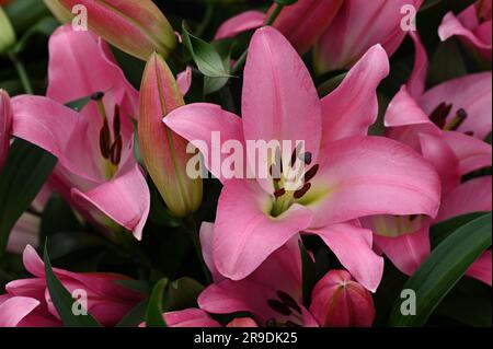 Malvern Showground, Worcestershire, Royaume-Uni. 10th mai 2023. lilium maldano Banque D'Images