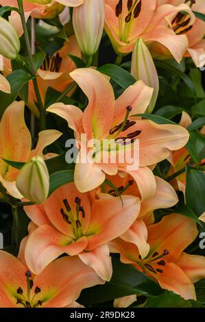 Malvern Showground, Worcestershire, Royaume-Uni. 10th mai 2023. lilium zelmira fleurit Banque D'Images