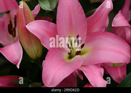 Malvern Showground, Worcestershire, Royaume-Uni. 10th mai 2023. lilium maldano Banque D'Images