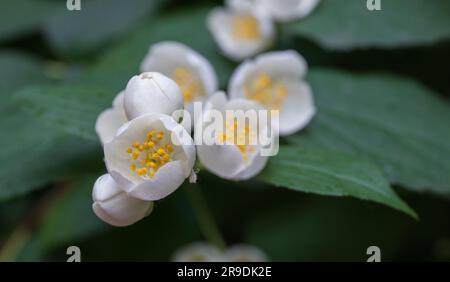 Fleurs de jasmin blanches avec feuilles vertes sur un fond flou. Banque D'Images