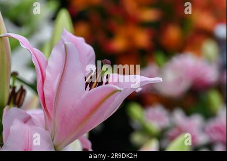 Malvern Showground, Worcestershire, Royaume-Uni. 10th mai 2023.lilium frontera Banque D'Images