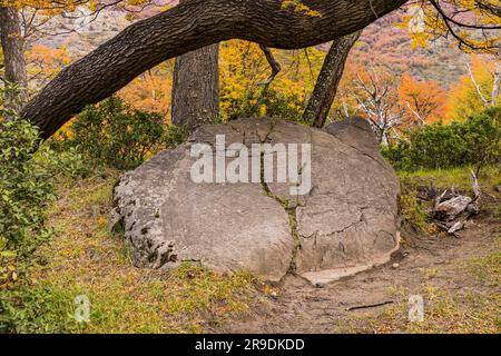 Un rocher proéminent sous un arbre de couleur automnale sur un chemin dans le parc national Torres del Paine près du glacier Grey, Chili, Patagonie, Amérique du Sud Banque D'Images