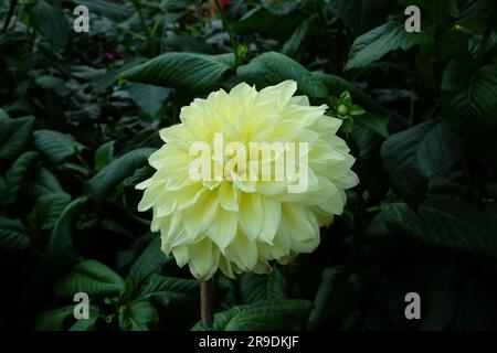 Fleur jaune à Singapour Banque D'Images