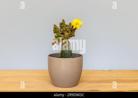 Cactus greffés en fleurs infectés par une échelle de bogue méaleux Banque D'Images