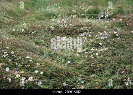 RÉGION D'IVANO-FRANKIVSK, UKRAINE - 25 JUIN 2023 - les Chamomiles poussent dans le champ, région d'Ivano-Frankivsk, ouest de l'Ukraine. Banque D'Images