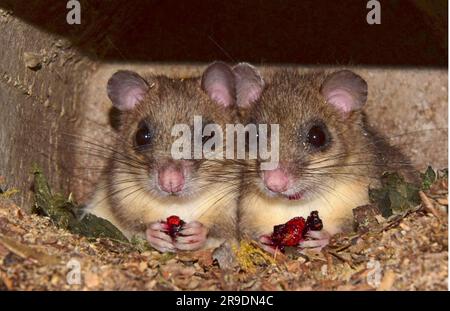 Dorsouris comestible (Glis Glis). Deux individus dans une boîte de nidification, tous deux mangeant une cerise. Allemagne Banque D'Images