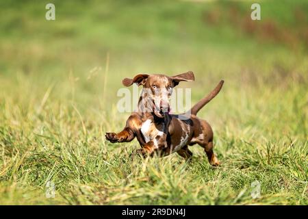 Kindle Dachshund aux cheveux courts. Homme adulte courant dans un pré. Allemagne Banque D'Images