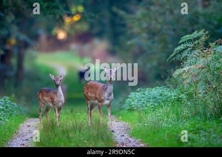 Cerf en jachère (Dama dama). Doe avec fauve debout sur un sentier forestier, surveillé par un homme noir. Allemagne Banque D'Images