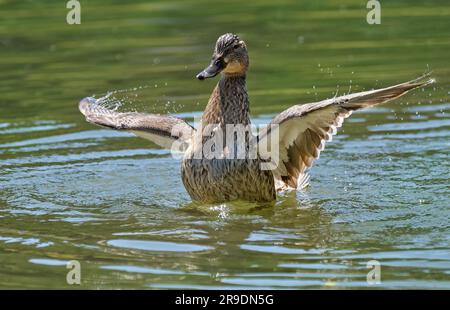 Mallard (Anas platyrhynchos) femelle avec ailes étalées bain Banque D'Images