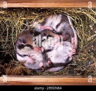 Souris de jardin (Eliomys quercinus). Trois animaux hibernant dans une boîte de nid. Allemagne Banque D'Images