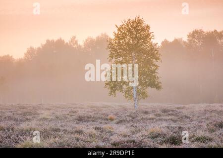 Un seul bouleau se dresse dans la lumière pastel de l'aube sur une tourbière couverte de bruyère. La brume et le givre sont la preuve d'une nuit froide au début de l'automne. Près de Brot-Plamboz dans le canton de Neuchâtel, Suisse Banque D'Images