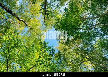Bouleau (Betula). Vue sur les arbres d'une forêt de bouleau, Suisse Banque D'Images