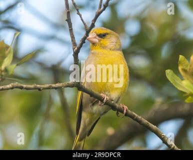 Greenfinch (Carduelis choris) Banque D'Images