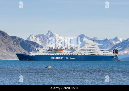 Morse (Odobenus rosmarus). Un taureau adulte nageant devant le bateau de croisière Ocean Diamond. Spitsbergen, Norvège Banque D'Images