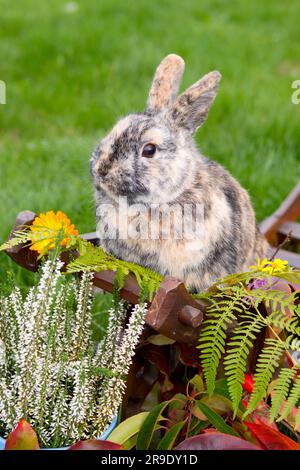 Lapin domestique. Lapin tricolore nain dans la décoration d'automne Banque D'Images