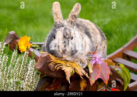 Domestic rabbit. Tricolour dwarf rabbit in autumn decoration Stock Photo