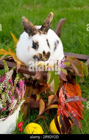 Domestic rabbit. Tricolour dwarf rabbit in autumn decoration Stock Photo