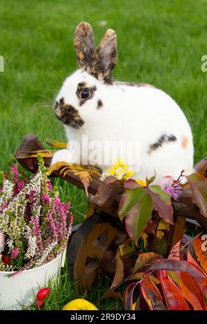 Lapin domestique. Lapin tricolore nain dans la décoration d'automne Banque D'Images