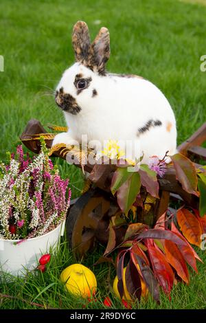 Lapin domestique. Lapin tricolore nain dans la décoration d'automne Banque D'Images