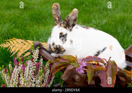 Lapin domestique. Lapin tricolore nain dans la décoration d'automne Banque D'Images